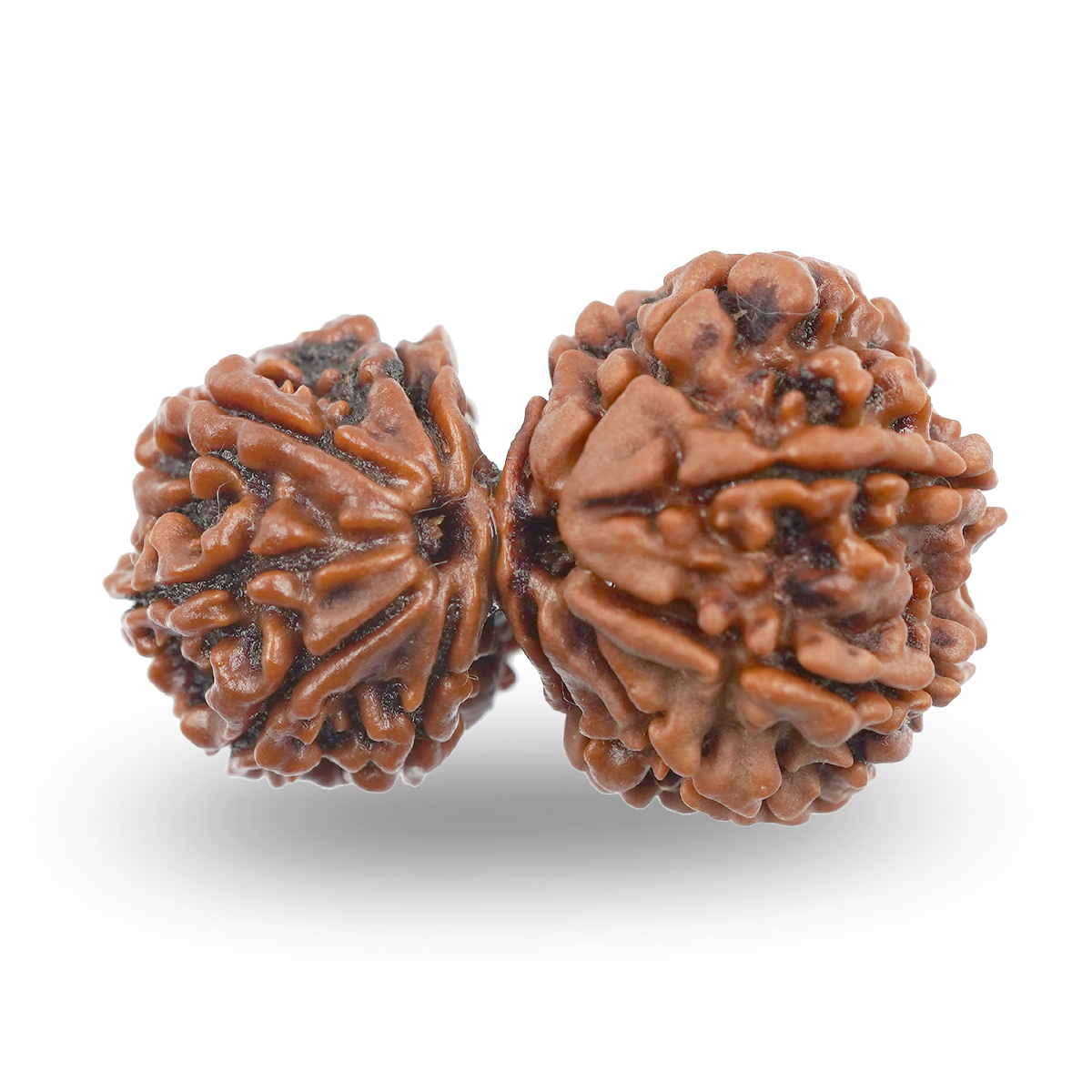 Gauri Shankar Rudraksha Ss Gems Rudraksha