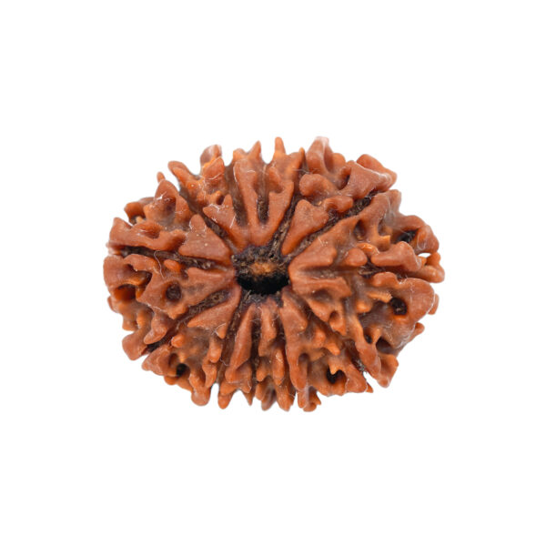 12 mukhi rudrakasha