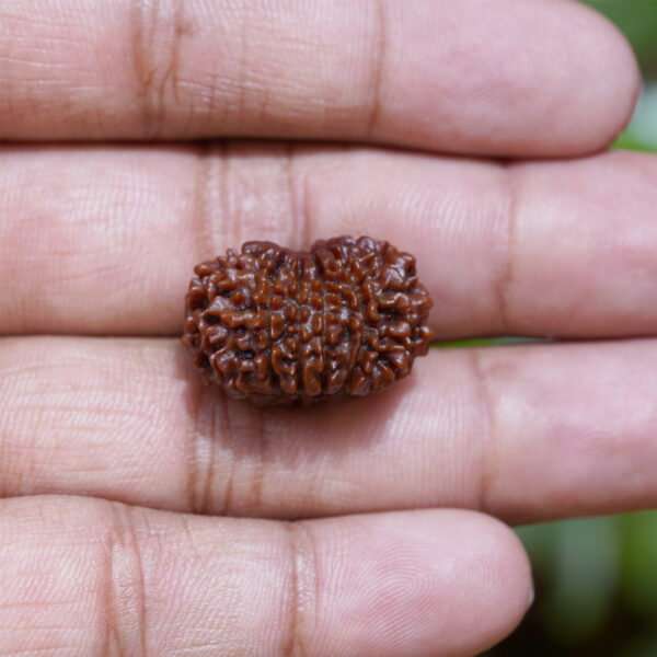 12 mukhi rudraksha