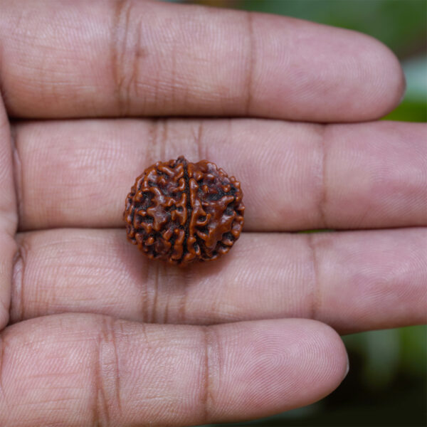 7 mukhi rudraksha