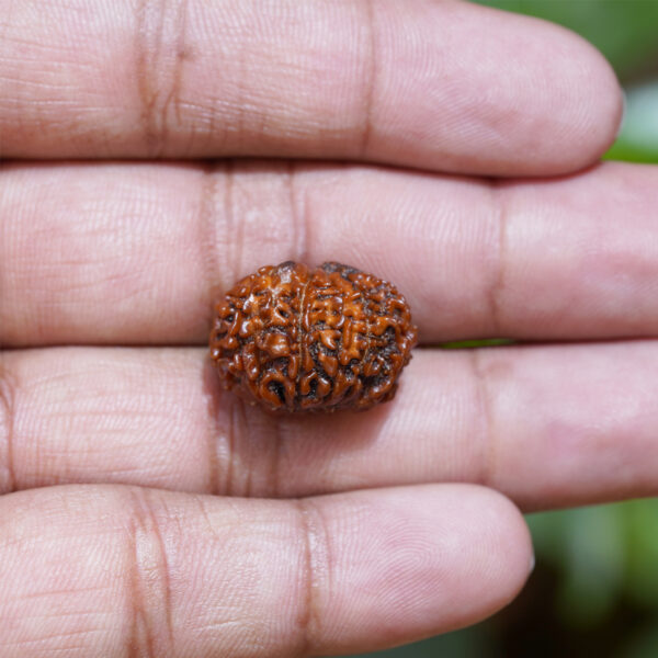 10 mukhi rudraksha