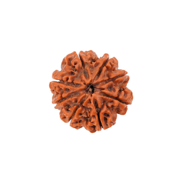 8 mukhi rudrakasha 1