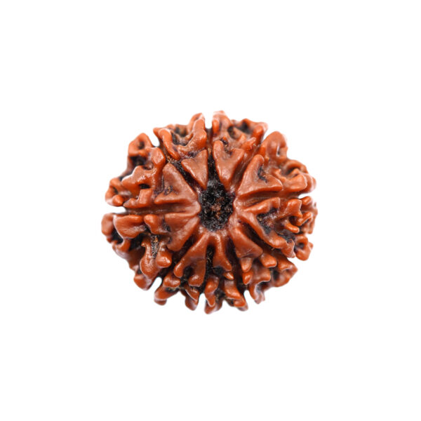 9 Mukhi Nepali Rudraksha