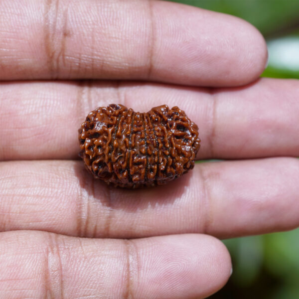 14 mukhi rudraksha