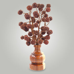 5 Mukhi Rudraksha tree