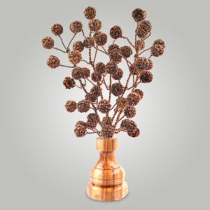 5 Mukhi Rudraksha tree