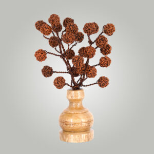 5 Mukhi Rudraksha tree