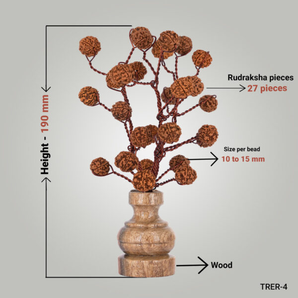 5 Mukhi Rudraksha tree