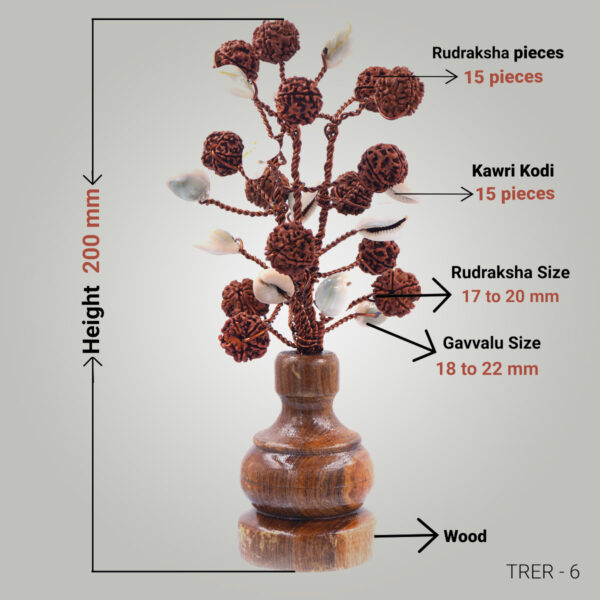 5 Mukhi Rudraksha tree