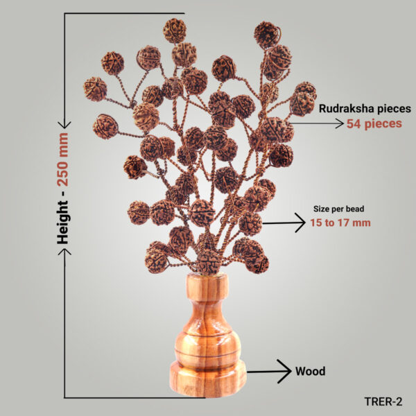 5 Mukhi Rudraksha tree