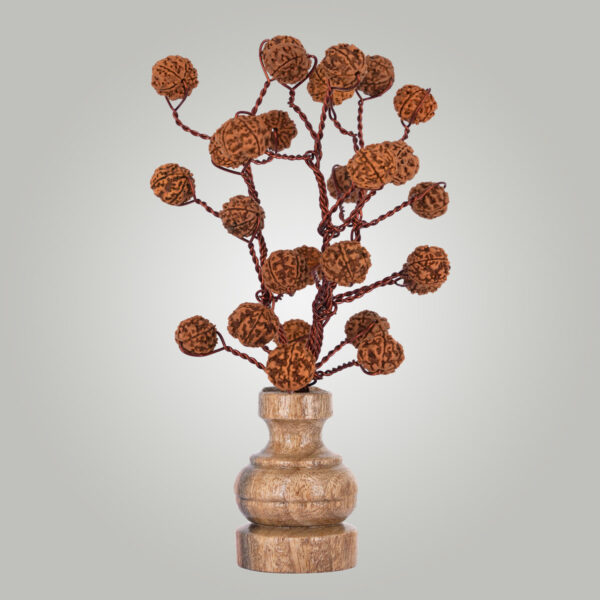 5 Mukhi Rudraksha tree