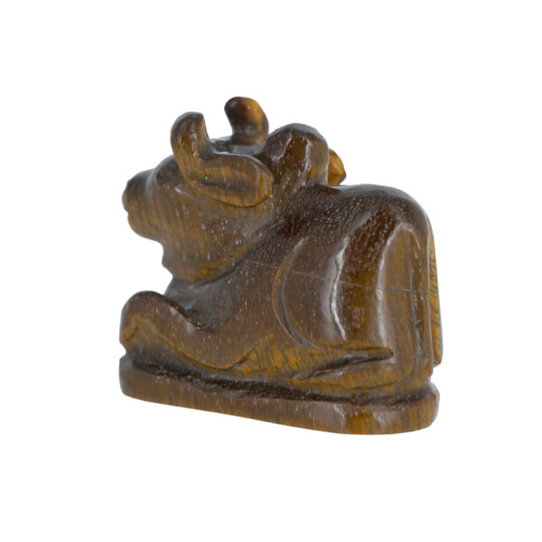 Tiger's eye nandi