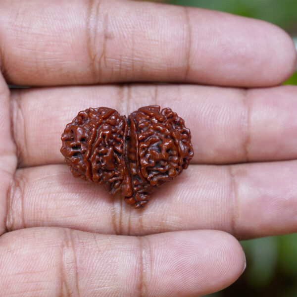 Gauri Shankar Rudraksha