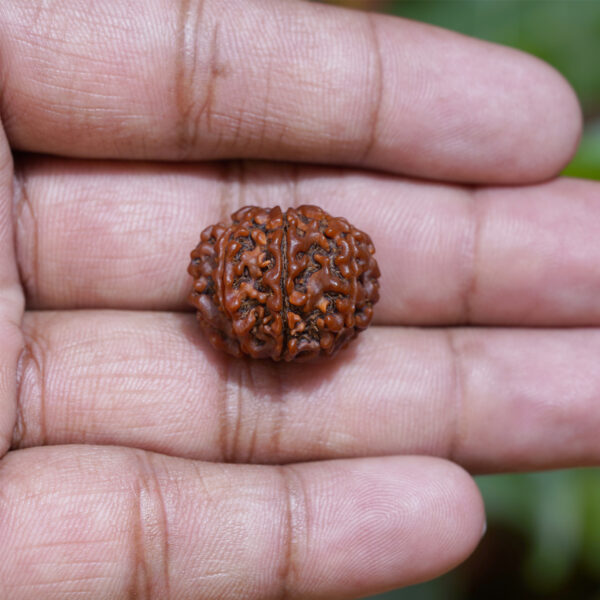 9 mukhi rudraksha