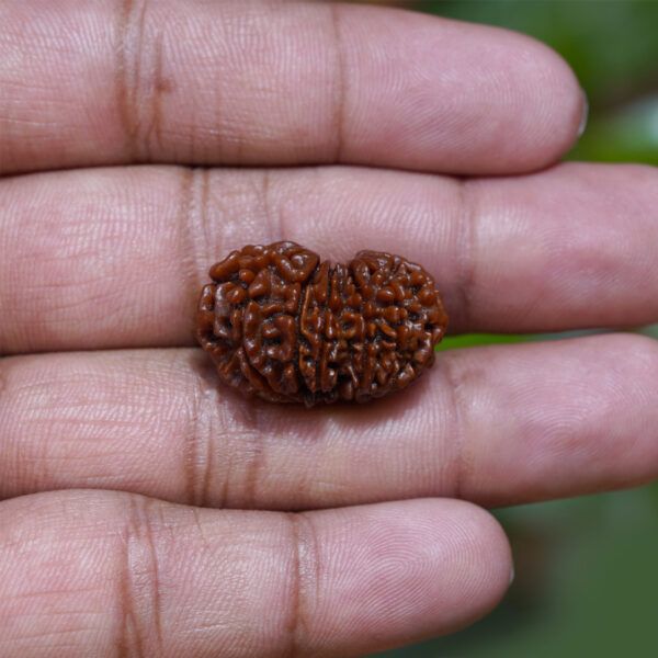 13 mukhi rudraksha