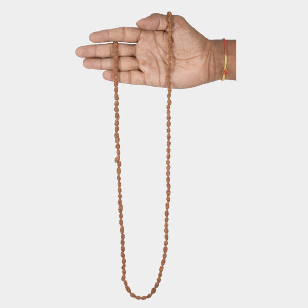 2 Mukhi Rudraksha Mala